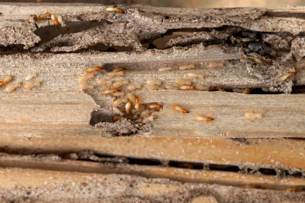 Trusted Puyallup, WA Pest Control Experts