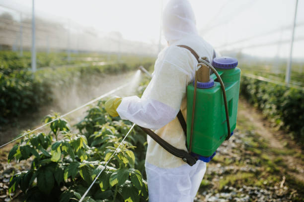 Best Pest Removal Services  in Puyallup, WA